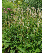 Bistorta amplexicaulis 'White Eastfield' 