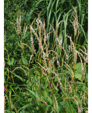 Bistorta amplexicaulis 'White Eastfield' 