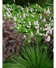 Bistorta officinalis 'Superba'