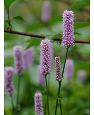 Bistorta officinalis 'Superba'