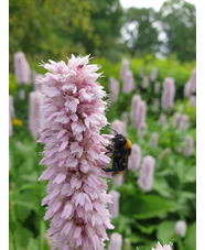 Bistorta officinalis 'Superba'