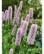 Bistorta officinalis 'Superba'