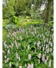 Bistorta officinalis 'Superba'