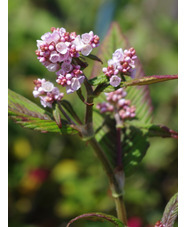 Koenigia campanulata 'Madame Jigard'