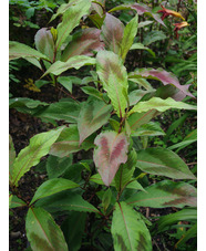 Persicaria filiformis 'Compton's Red'