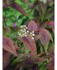 Persicaria microcephala 'Red Dragon'