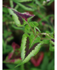 Persicaria runcinata 'Purple Fantasy'