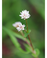 Persicaria runcinata 'Purple Fantasy'