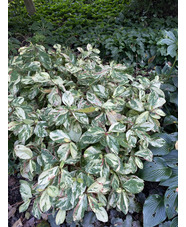 Persicaria virginiana Variegated Group