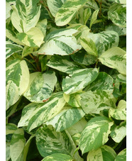 Persicaria virginiana Variegated Group