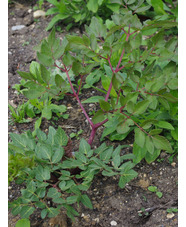 Peucedanum verticillare