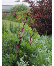 Peucedanum verticillare