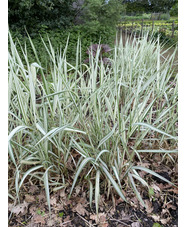 Phalaris arundinacea var. picta 'Feesey'