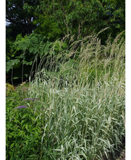 Phalaris arundinacea var. picta 'Feesey'