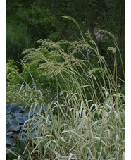 Phalaris arundinacea var. picta 'Feesey'