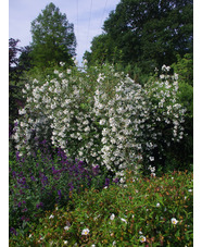 Philadelphus 'Casa Azul'