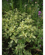Phlomis chrysophylla
