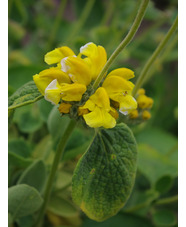Phlomis chrysophylla