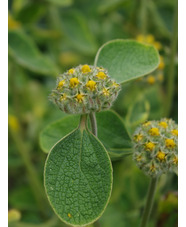 Phlomis chrysophylla