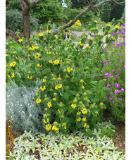 Phlomis 'Edward Bowles'