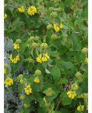 Phlomis 'Edward Bowles'