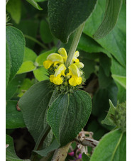 Phlomis 'Edward Bowles'