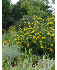 Phlomis 'Edward Bowles'