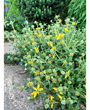 Phlomis lanata