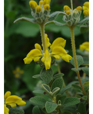 Phlomis lanata