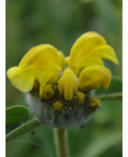Phlomis lycia 