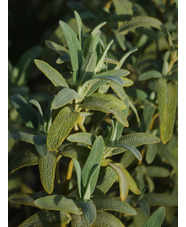 Phlomis lycia 