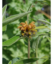 Phlomis 'Orangette'