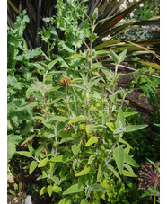 Phlomis 'Orangette'