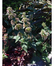 Phlomis samia