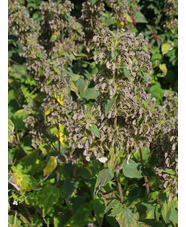 Phlomis samia