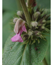 Phlomis samia