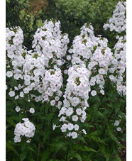 Phlox maculata 'Omega'