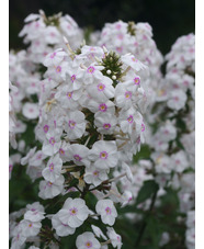 Phlox maculata 'Omega'