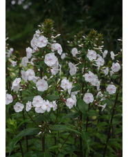 Phlox maculata 'Omega'