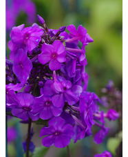 Phlox paniculata 'Blue Paradise'