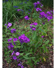 Phlox paniculata 'Blue Paradise'