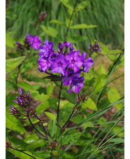 Phlox paniculata 'Blue Paradise'