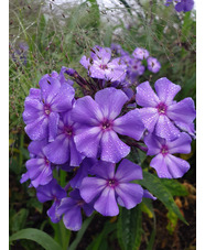 Phlox paniculata 'Blue Paradise'