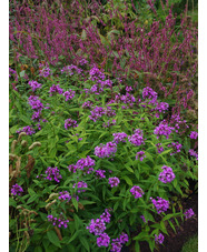 Phlox paniculata 'Jeana'