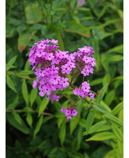 Phlox paniculata 'Jeana'