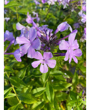 Phlox paniculata mixed