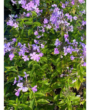 Phlox paniculata mixed