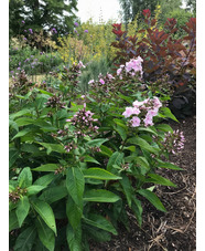 Phlox paniculata 'Monica Lynden-Bell'