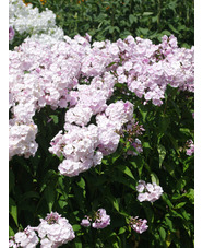 Phlox paniculata 'Monica Lynden-Bell'