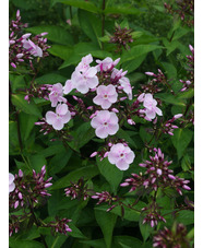 Phlox paniculata 'Monica Lynden-Bell'